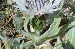Centaurea thirkei