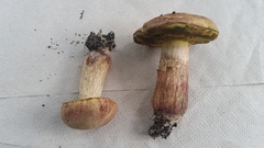 Boletus patrioticus