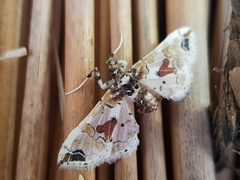 Leucinodes