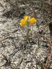 Utricularia cornuta image