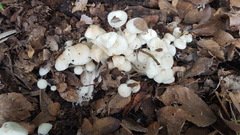 Clitocybula abundans