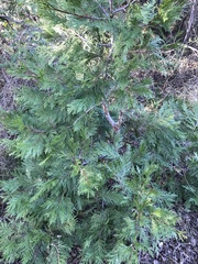 Calocedrus decurrens