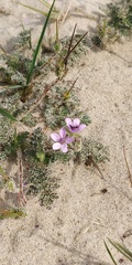 Erodium cicutarium dunense