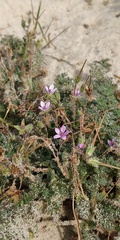 Erodium cicutarium dunense