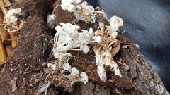 Clitocybula abundans