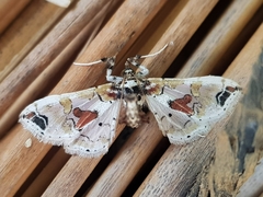 Leucinodes