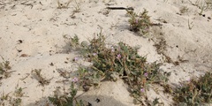 Erodium cicutarium dunense