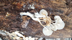 Clitocybula abundans