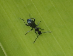 Anthelephila caerulea