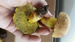 Boletus luridellus