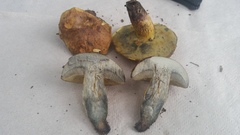 Boletus luridellus