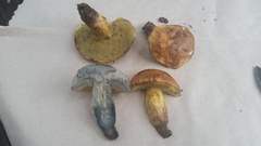 Boletus luridellus