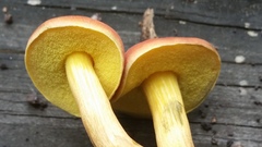 Boletus harrisonii