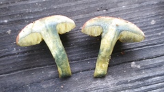 Boletus harrisonii