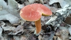 Boletus harrisonii