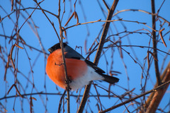 Pyrrhula pyrrhula