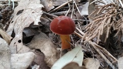 Boletus harrisonii