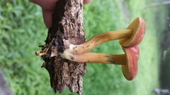Boletus harrisonii