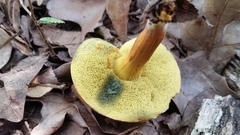 Boletus harrisonii