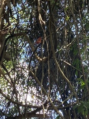 Cardinalis cardinalis image