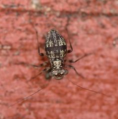 Mesopsocus unipunctatus