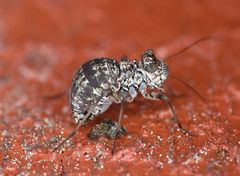 Mesopsocus unipunctatus