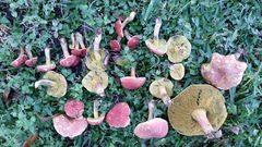 Boletus subfraternus