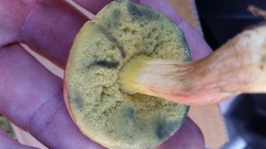 Boletus subfraternus