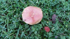 Boletus subfraternus