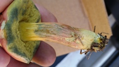 Boletus subfraternus