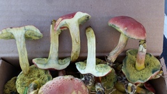 Boletus subfraternus