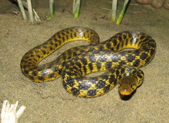 Asiatic Water Snake photo 4
