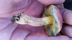 Boletus subfraternus