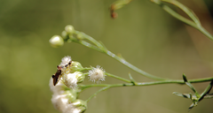 Phymata chilensis chilensis
