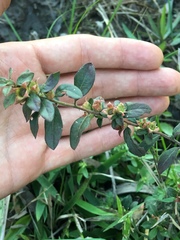 Ludwigia pilosa
