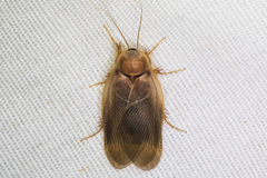 Eremoblatta subdiaphana