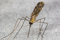 Anopheles franciscanus