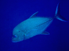 Caranx lugubris