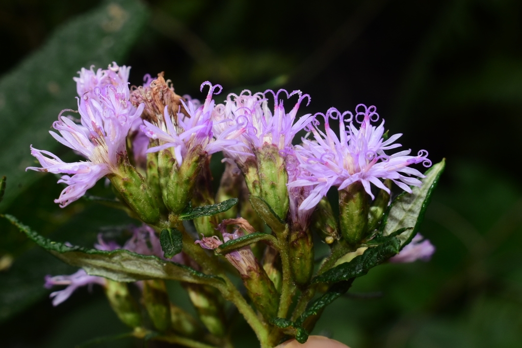 Lepidaploa sprengeliana