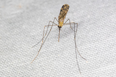 Anopheles franciscanus