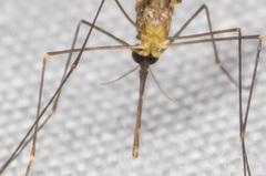 Anopheles franciscanus