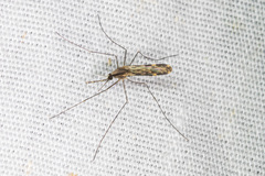 Anopheles franciscanus