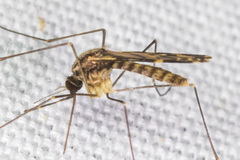 Anopheles franciscanus