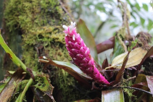 Guzmania remyi L.B.Sm.