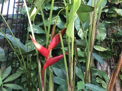 Heliconia bihai
