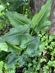 Zantedeschia
