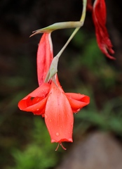 Gladiolus saundersii