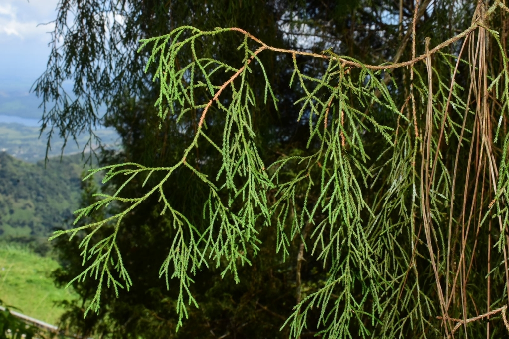Hispaniolan juniper