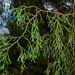Juniperus gracilior - Photo (c) Joey Santore,  זכויות יוצרים חלקיות (CC BY-NC), הועלה על ידי Joey Santore