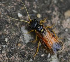 Acantholyda hieroglyphica